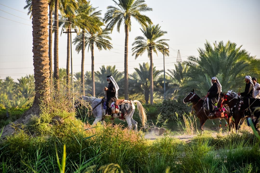 Iraq Date Industry - Production in Basra Farms